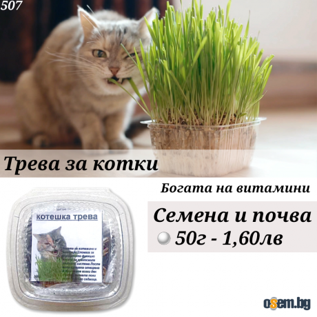 Трева за котки на семена. Котешка трева