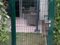 Оградни пана. декоративна мрежа. Врати и портали