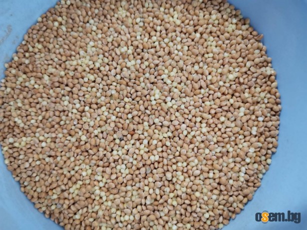 Продавам просо, червена и жълта леща