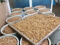 Продавам сортирана ядка