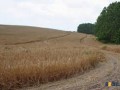 Купувам ЗЕМЕДЕЛСКА ЗЕМЯ всички землища област Kюстендил