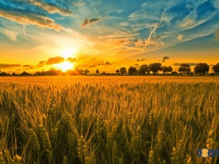 Купувам ЗЕМЕДЕЛСКА ЗЕМЯ всички землища област Стара Загора