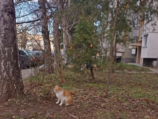 Ж.к. Младост -4, София Хамалски и Транспортни Услуги