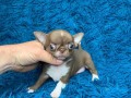 Налични кученца Teacup Chihuahua, мъжки и женски, налични за осиновява...