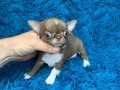 Налични кученца Teacup Chihuahua, мъжки и женски, налични за осиновява...