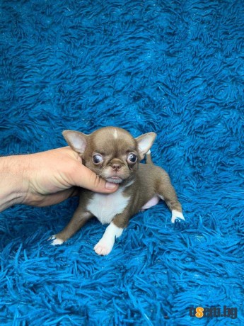 Налични кученца Teacup Chihuahua, мъжки и женски, налични за осиновява...