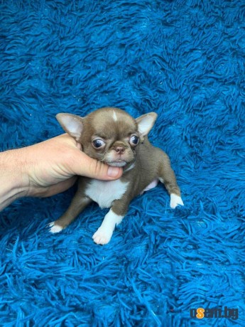 Налични кученца Teacup Chihuahua, мъжки и женски, налични за осиновява...