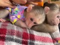 Налични мъжки и женски бебета маймуни капуцин