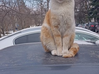 Транспортни и Хамалски Услуги в София
