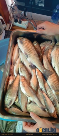 Електровъдица