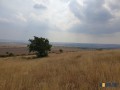 Продавам 30 дка земя в землището на с. Вълчин
