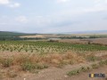 Продавам 30 дка земя в землището на с. Вълчин