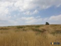 Продавам 30 дка земя в землището на с. Вълчин