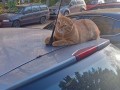 Товаро-Разтоварни Услуги Студенти