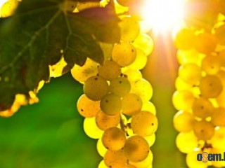 Продавам грозде – Памид,Каберне совиньон,Мускат отонел.