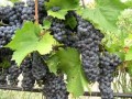Продавам грозде – Памид и Каберне совиньон.