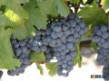 Продавам грозде – Памид и Каберне совиньон.