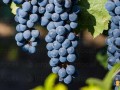 Продавам грозде – Памид и Каберне совиньон.