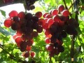 Продавам грозде – Памид и Каберне совиньон.