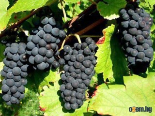 Продавам грозде – Памид и Каберне совиньон.