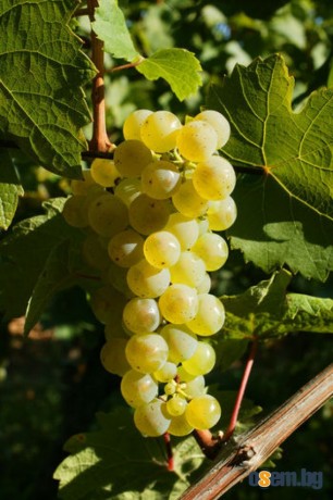 Продавам грозде – Памид и Каберне совиньон.