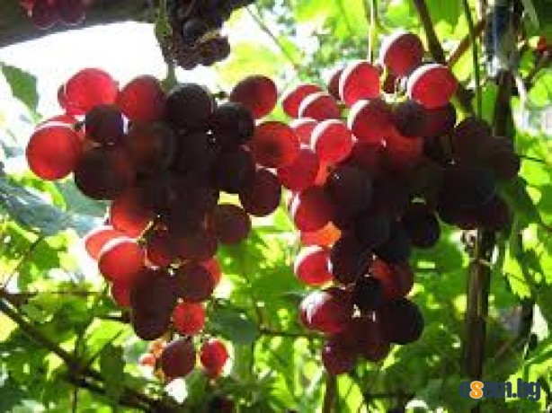 Продавам грозде – Памид и Каберне совиньон.