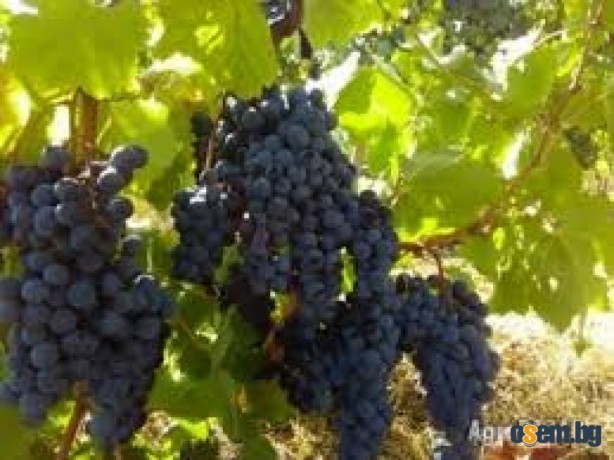 Продавам грозде – Памид и Каберне совиньон.